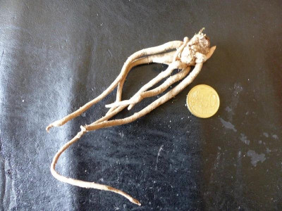 C.gracilis v.gracilis.jpg
