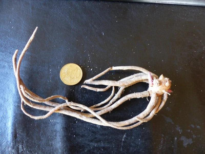C.gracilis v.robusta_.jpg