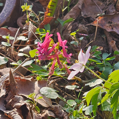 Anemone nemorosa Steiner Wald Corydalis 20260322_160117.jpg