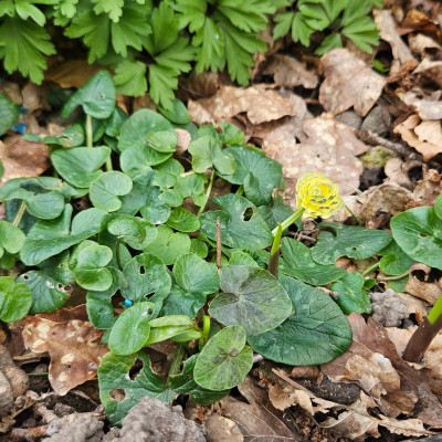Ranunculus ficaria Ken Aslet f 20260323_133558.jpg