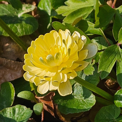Ranunculus ficaria Ken Aslet f 20260322_160610.jpg