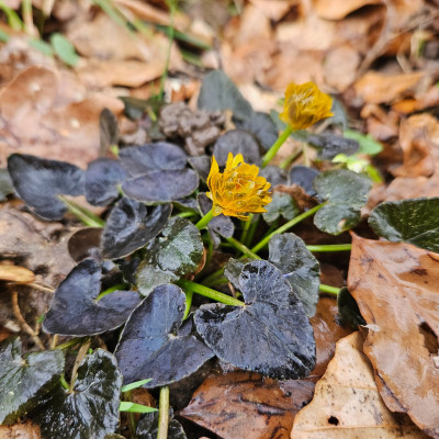 Ranunculus ficaria Jacqueline f 20260311_150937.jpg