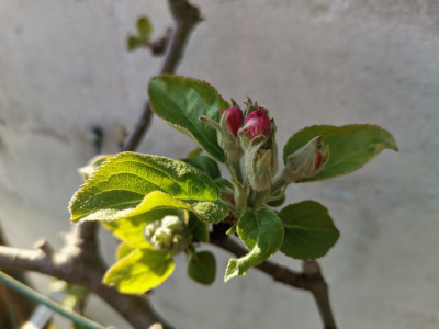 Apfelblüte 20260326.jpeg