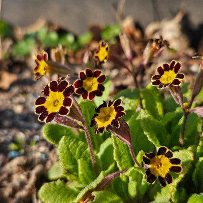 Primula Elatior Gold Laced 20260322_161214.jpg