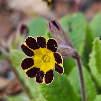 Primula Elatior Gold Laced 20260318_165524.jpg