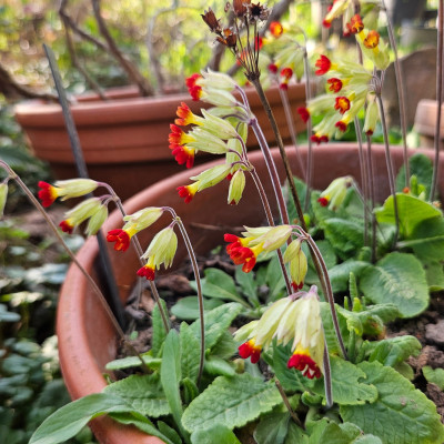 Primula veris rubra 20260322_161435.jpg