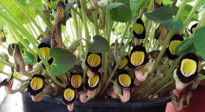 IMG_20260326_115645_Aristolochia steupii.jpg