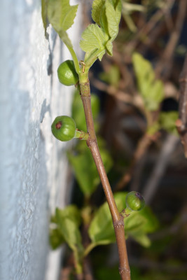 DSC_0935.JPG