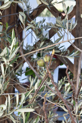 DSC_0938.JPG