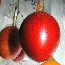 MaroniFanAvata.jpg