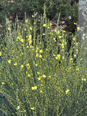 IMG_7918.jpeg
