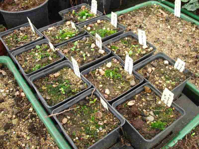 Helleborus_Slg_ue.jpg
