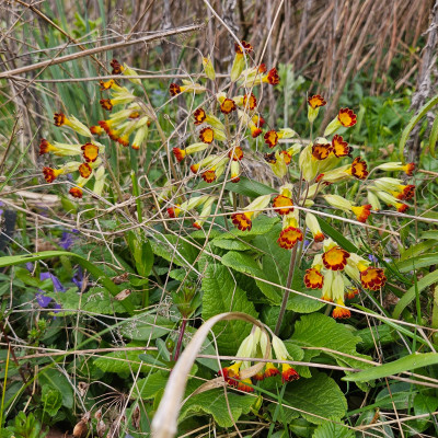 Primula veris Rubra Laced 20260327_133016.jpg