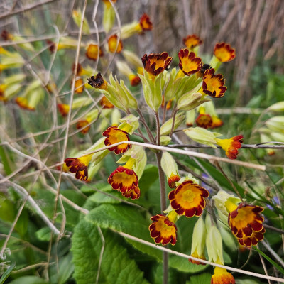 Primula veris Rubra Laced 20260327_133030.jpg