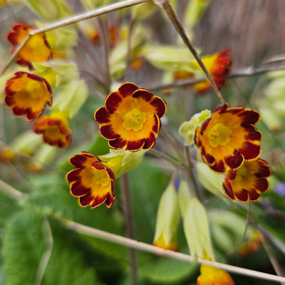 Primula veris Rubra Laced 20260327_133043.jpg