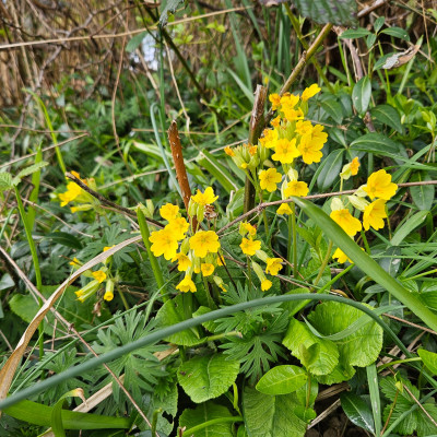 Primula veris 20260327_133122.jpg