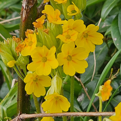 Primula veris 20260327_133144.jpg