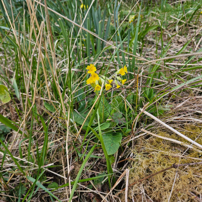 Primula veris 20260327_133220.jpg