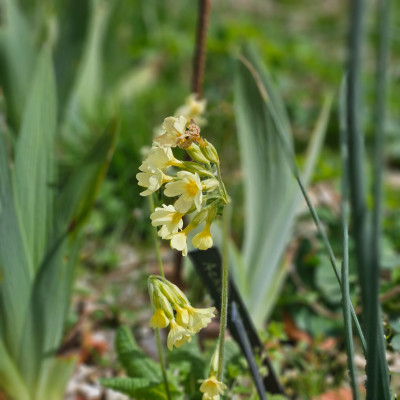 Primula elatior 20260327_134227.jpg