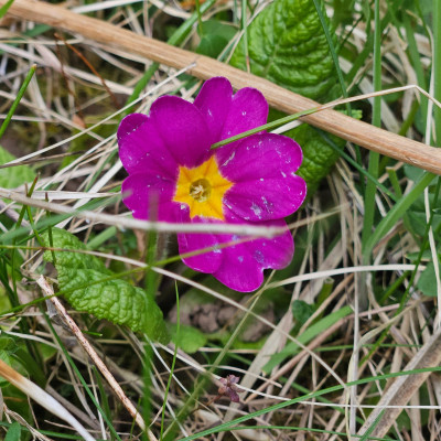 Primula vulgaris 20260327_134316.jpg