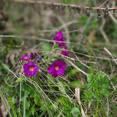 Primula vulgaris 20260327_134329.jpg