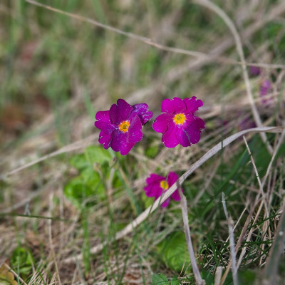 Primula vulgaris 20260327_134339.jpg