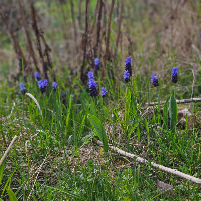 Muscari latifolium 20260327_133603.jpg