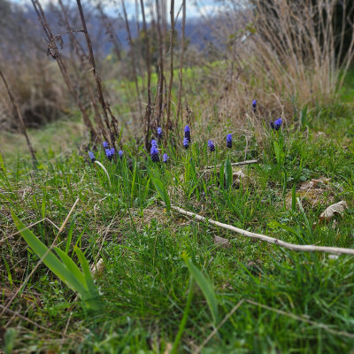 Muscari latifolium 20260327_133608.jpg