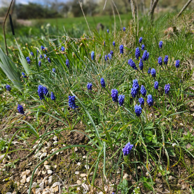 Muscari ... 20260327_133650.jpg