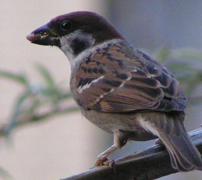 Passer_montanus_-_Feldsperling_06.jpg