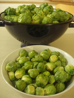 rosenkohl_08-09.jpg