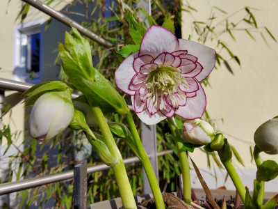 Helleborus 90-a-02 1.jpg