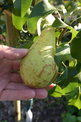 condo_frucht_crop.jpg