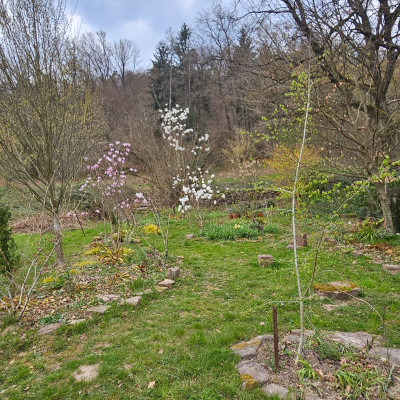 Gesamtansicht waldiger Gartenteil 20260323_131907.jpg