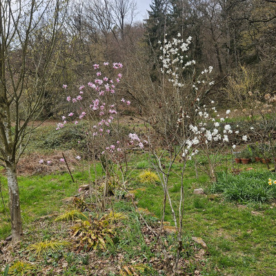 Gesamtansicht Magnolia x loebneri 20260323_131932.jpg