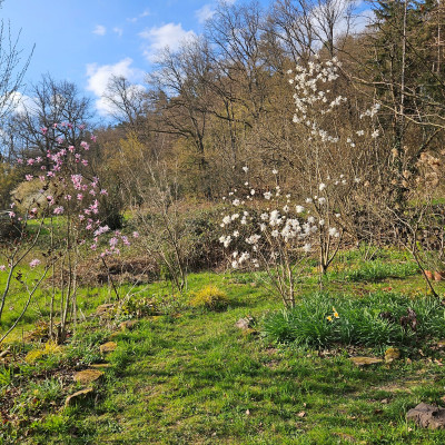 Magnolia x loebneri drei mal verkleinert 20260322_161538.jpg