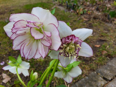 Helleborus 90-a-03.jpg
