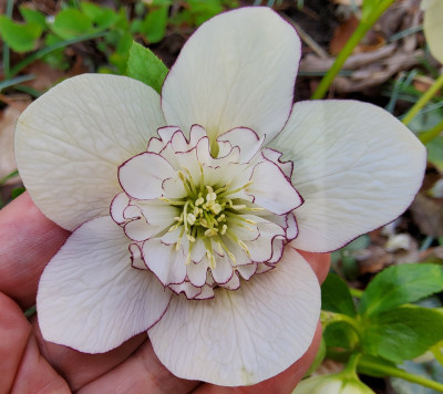 Helleborus 90-a-023 2.jpg