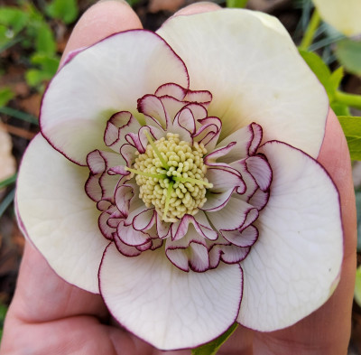Helleborus 90-a-03 1.jpg