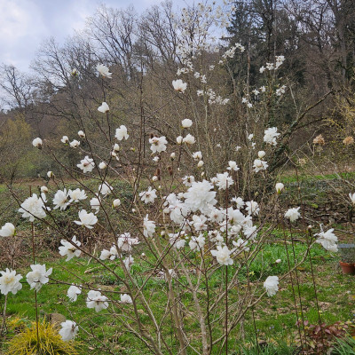 Magnolia x loebneri Wildcat 20260323_132218.jpg