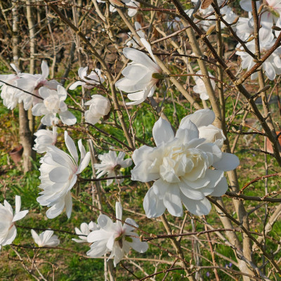 Magnolia x loebneri Wildcat 20260322_160144.jpg