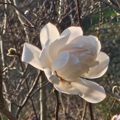 Magnolia x loebneri Wildcat f 20260318_170239.jpg