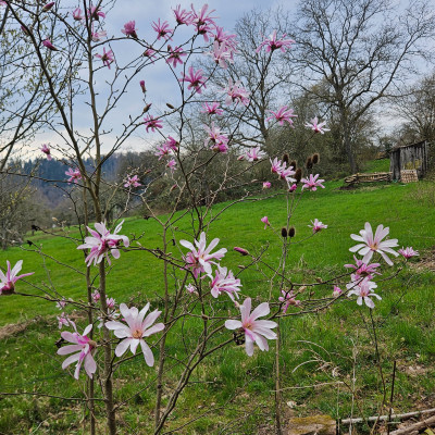 Magnolia x loebneri Leonard Messel f 20260323_132208.jpg