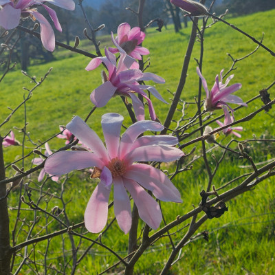 Magnolia x loebneri Leonard Messel f 20260322_160126.jpg