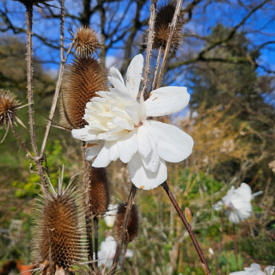 Magnolia Wildcat Dipsacus laciniatus f 20260325_155055.jpg