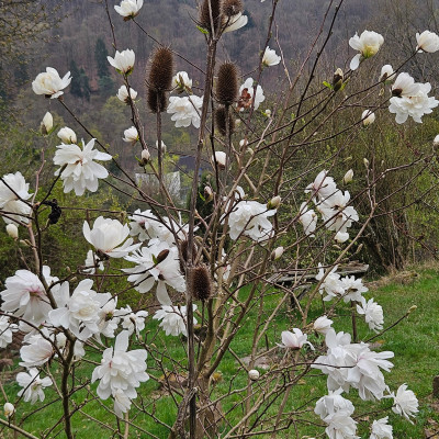 Magnolia x loebneri Wildcat Dipsacus laciniatus f 20260323_133043.jpg