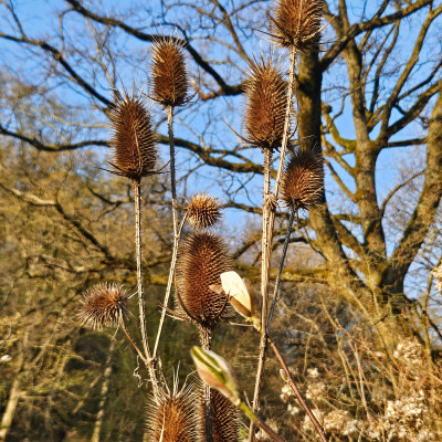Magnolia x loebneri Wildcat Dipsacus laciniatus f 20260318_171738.jpg