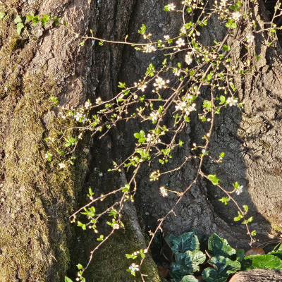 Prunus spinosa Schlehe 20260318_165316.jpg