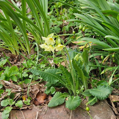 Primula elatior 20260327_134834.jpg
