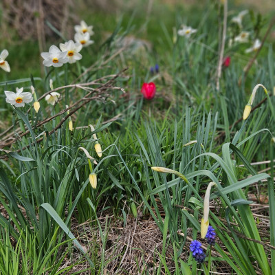 Narcissus poeticus Actaea - Tulipa Lady van Eijk - Muscari latifolium 20260327_133853.jpg